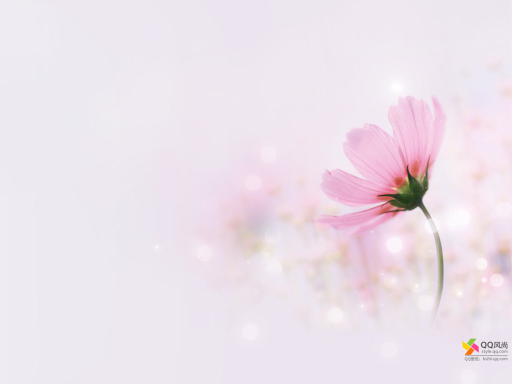 百花释放美高清桌面壁纸