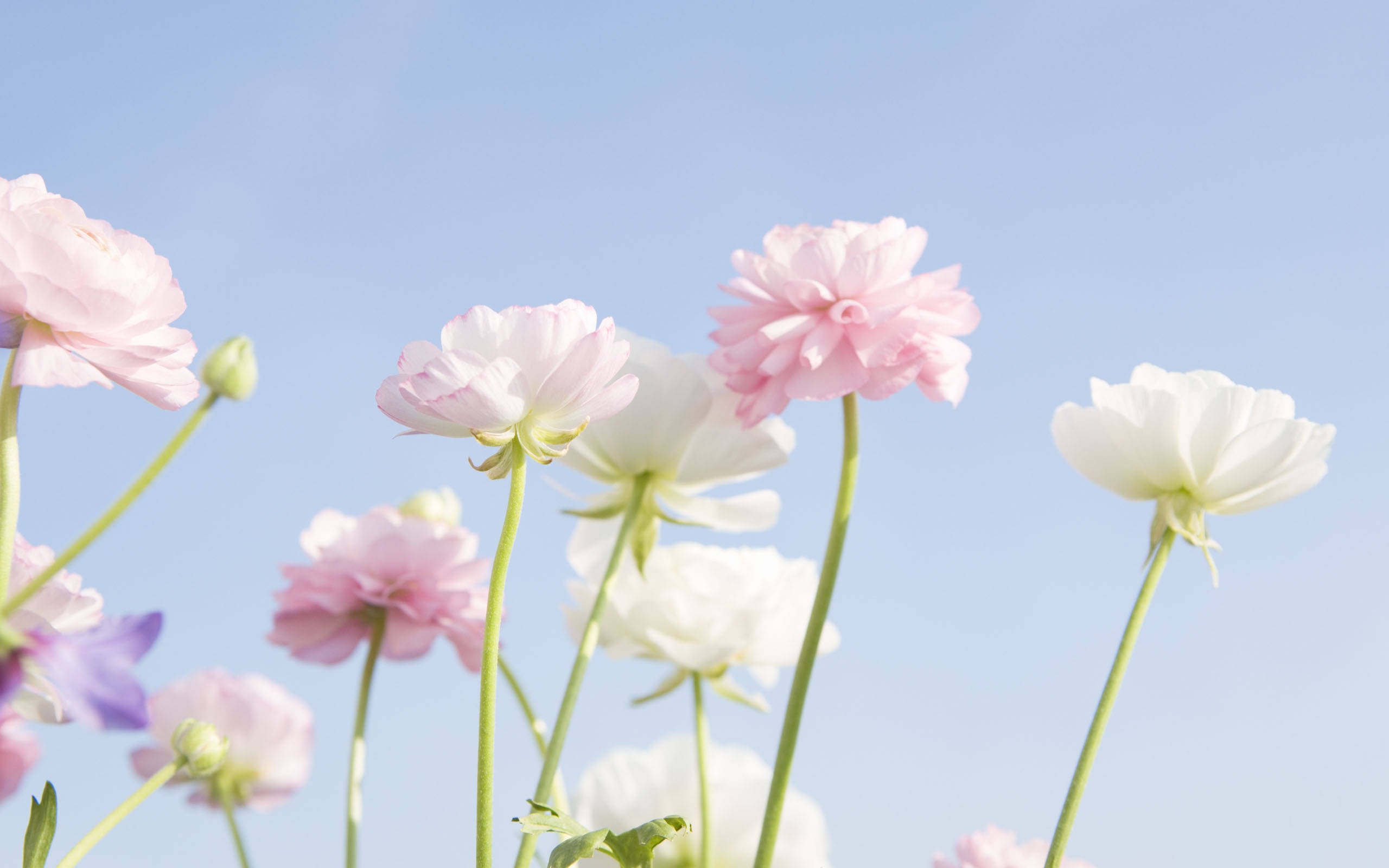 百花释放美高清桌面壁纸