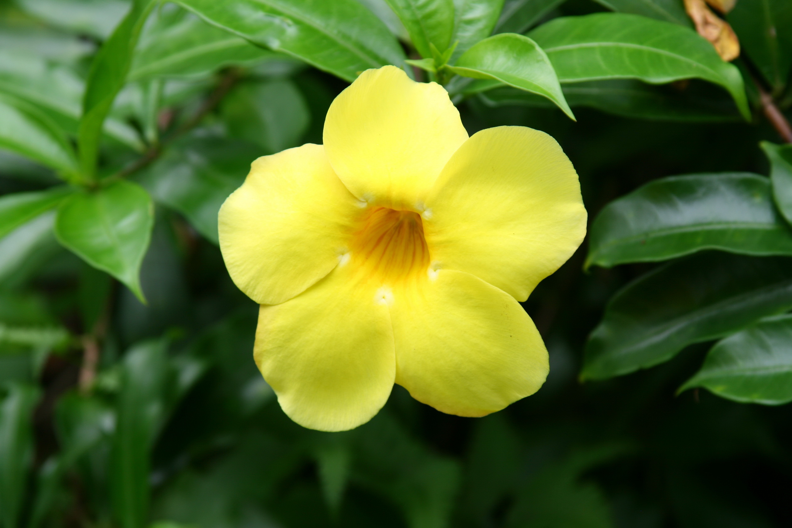 百花释放美高清桌面壁纸