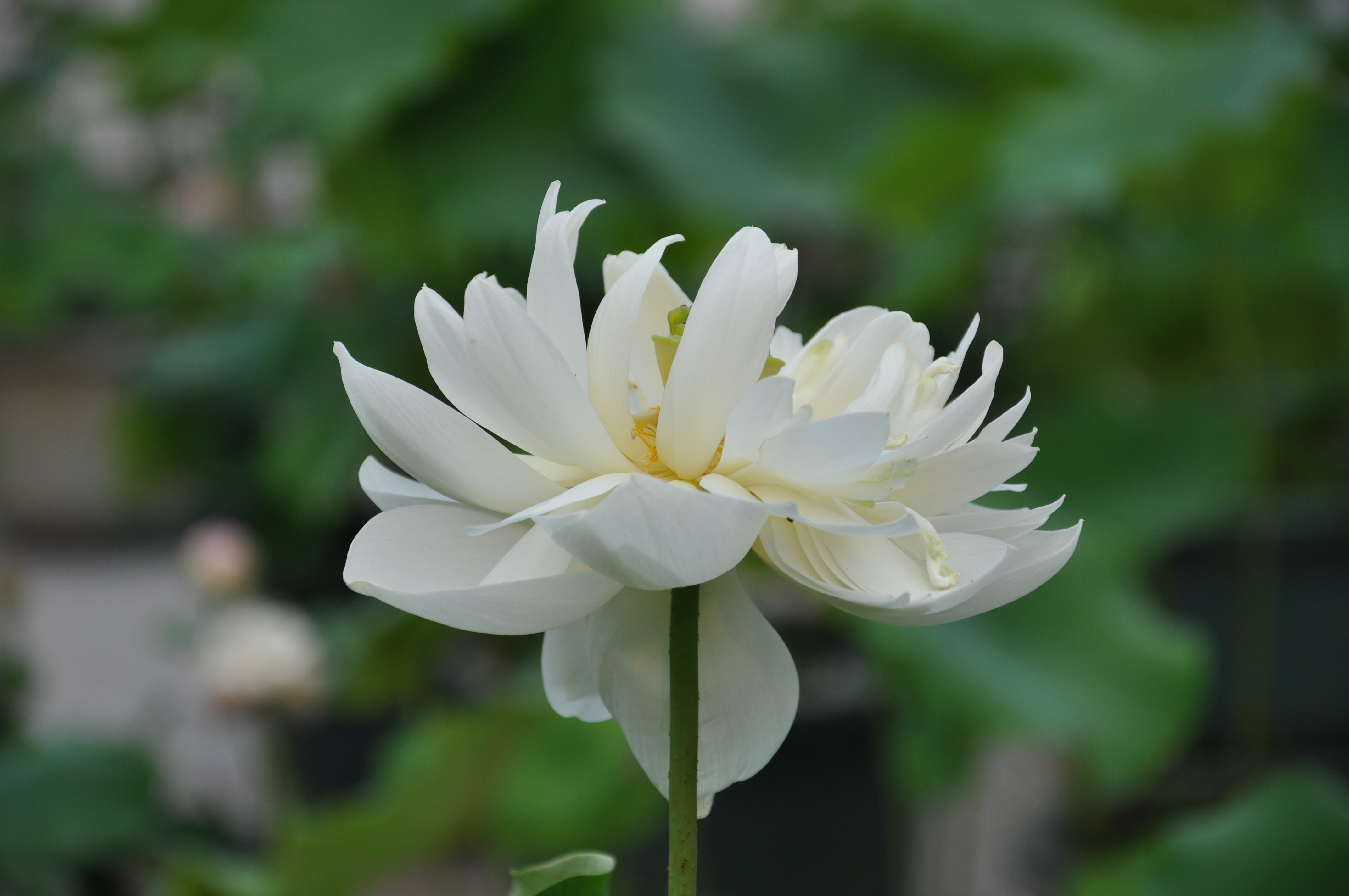 池塘里纯洁荷花高清拍摄壁纸白色荷花