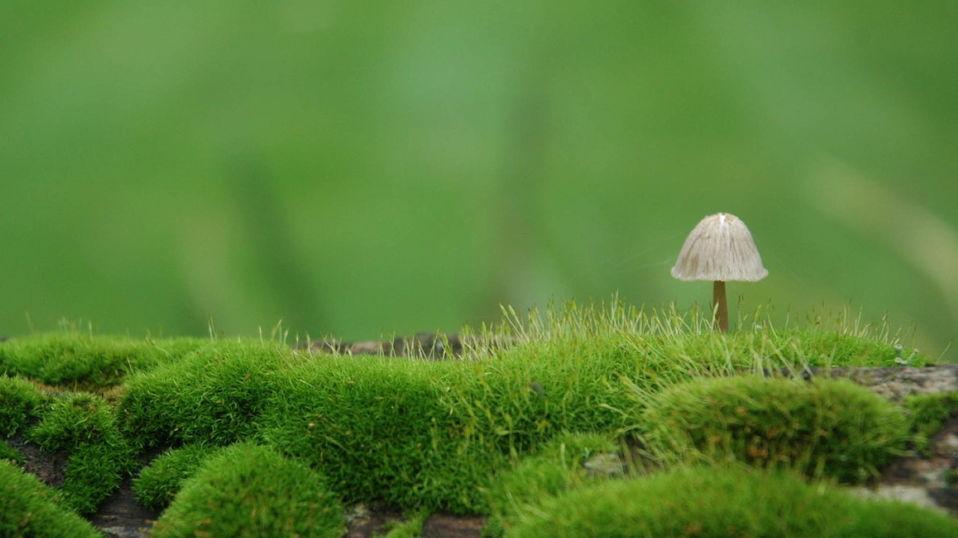 大自然绿色苔藓眼睛保护色电脑桌面壁纸