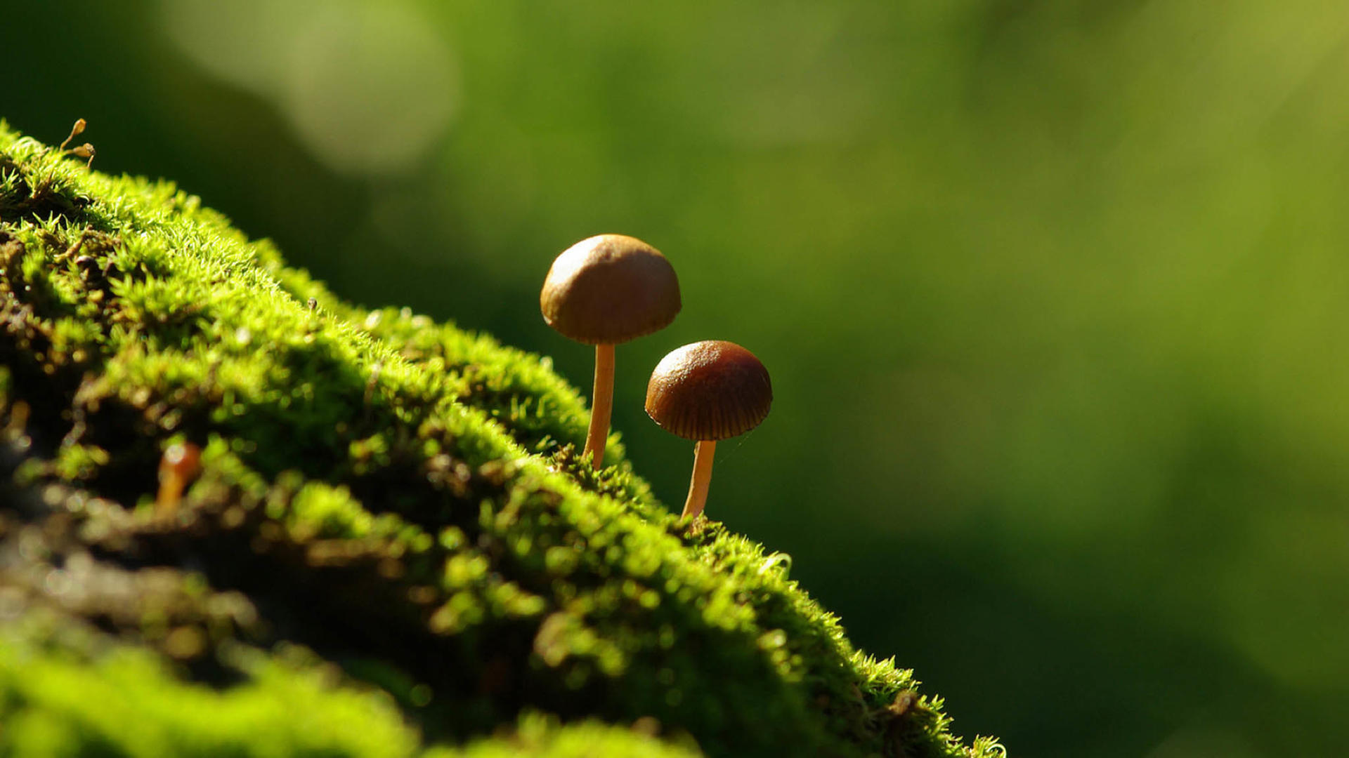 大自然绿色苔藓眼睛保护色电脑桌面壁纸