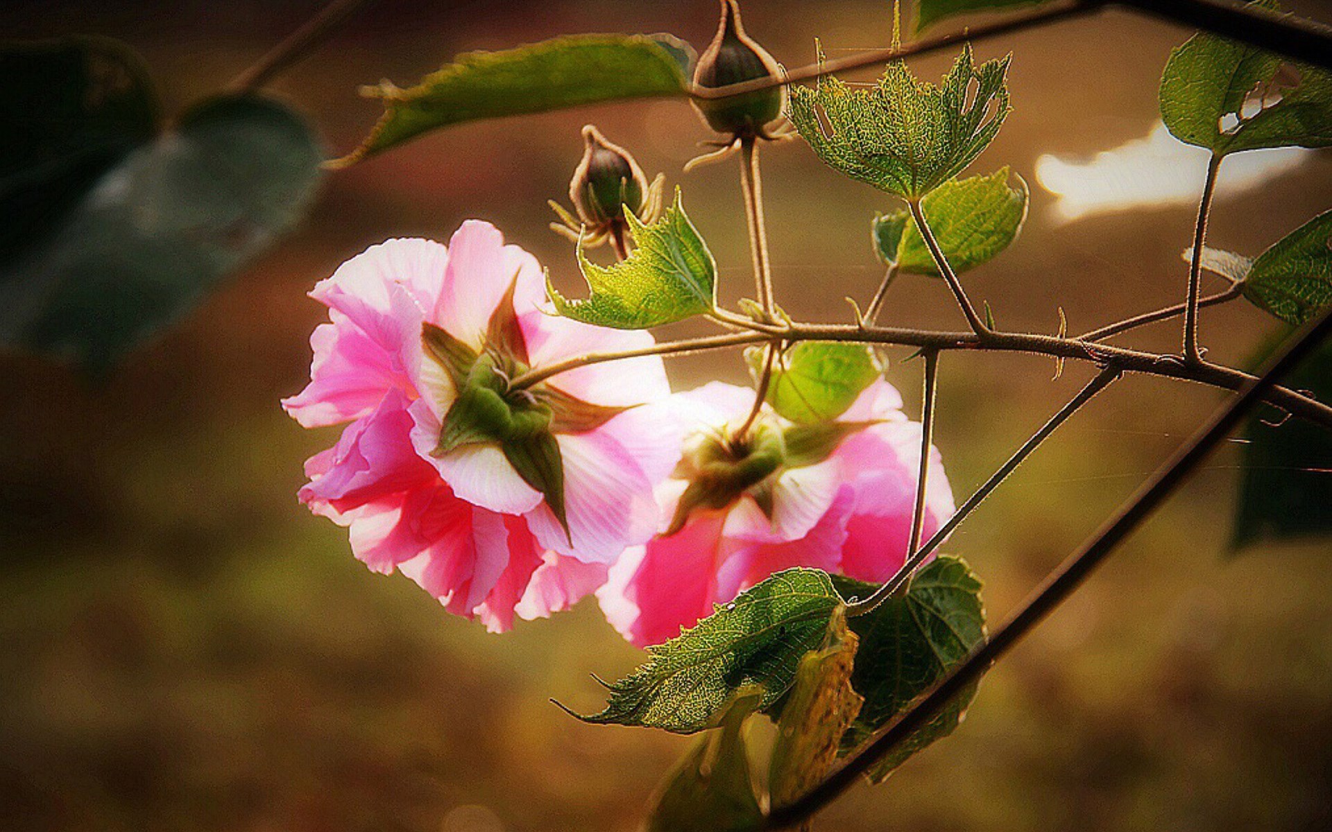 粉色木芙蓉高清电脑壁纸图片