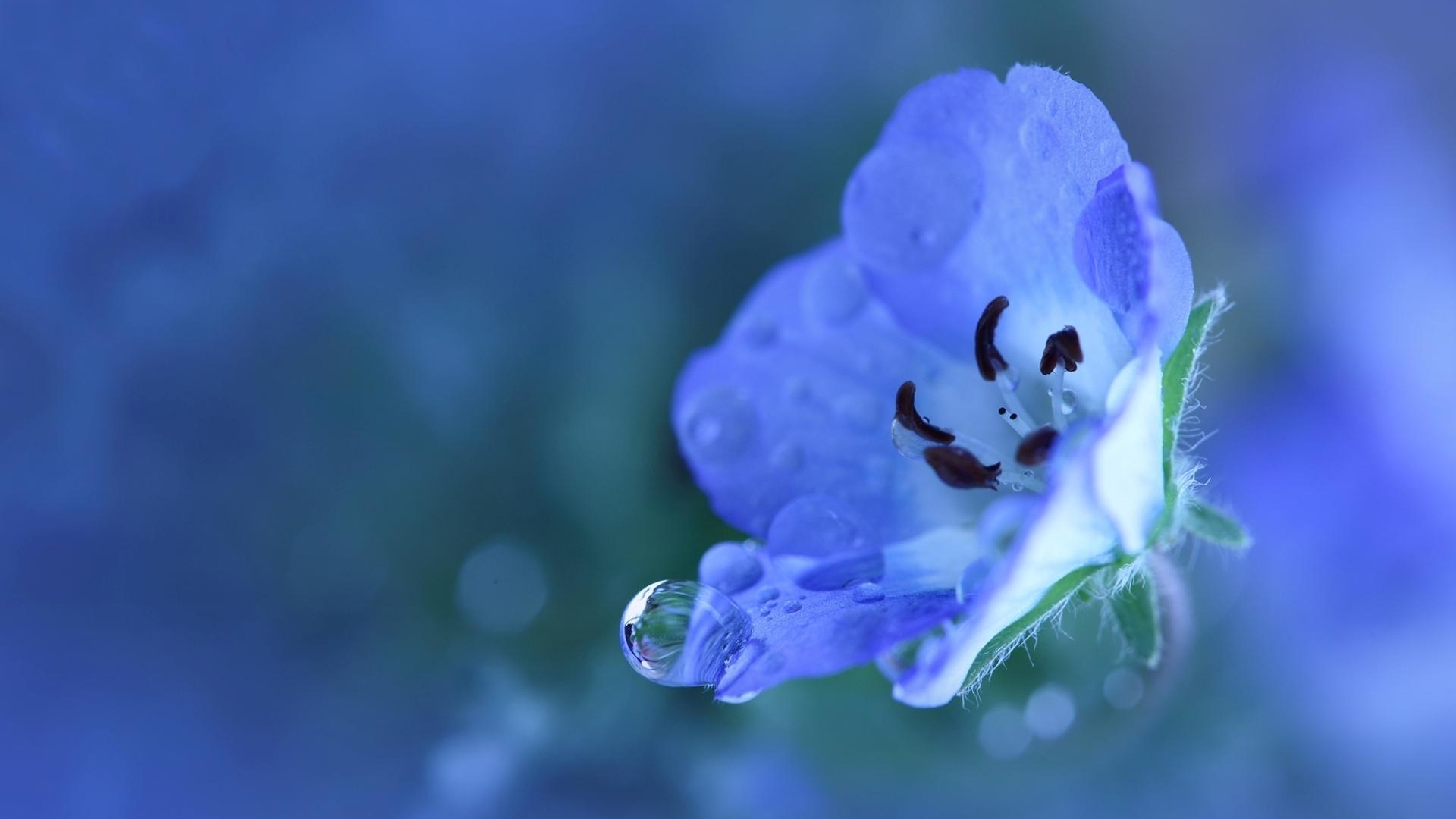 鲜艳唯美花卉电脑锁屏壁纸桌面